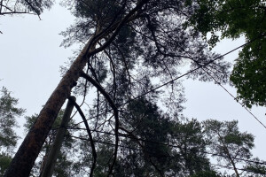 TIDRIKU PUIT OÜ Haljastustööd