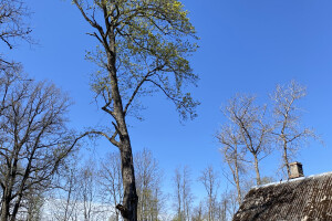 TIDRIKU PUIT OÜ Haljastustööd
