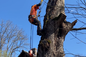 TIDRIKU PUIT OÜ Haljastustööd