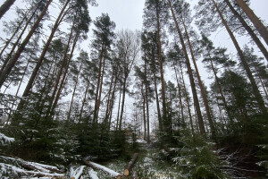 TIDRIKU PUIT OÜ Haljastustööd