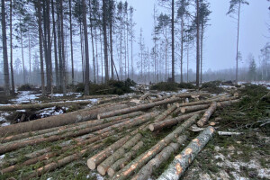 TIDRIKU PUIT OÜ Haljastustööd