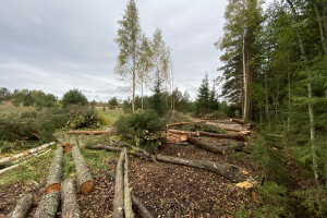 TIDRIKU PUIT OÜ Haljastustööd