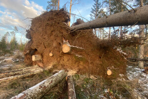TIDRIKU PUIT OÜ Haljastustööd