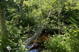 TIDRIKU PUIT OÜ Haljastustööd