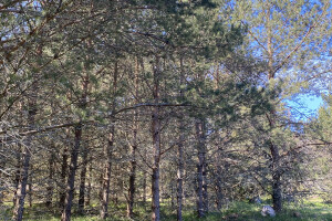 TIDRIKU PUIT OÜ Haljastustööd