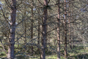 TIDRIKU PUIT OÜ Haljastustööd