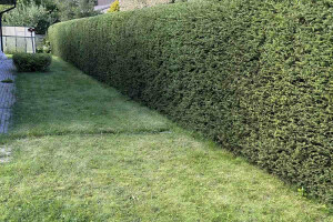 My Property OÜ Haljastustööd, eramu haljastus, korteriühistute haljastustööd