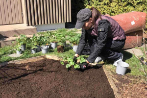 My Property OÜ Haljastustööd, istutustööd, aedade hooldus