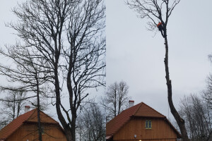 Pargipuu OÜ Haljastustööd, arborist, ohtlike puude langetamine, arboristiteenus