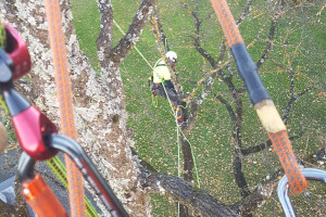 Pargipuu OÜ Haljastustööd, arborist, ohtlike puude langetamine, arboristiteenus