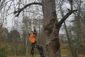 Pargipuu OÜ Haljastustööd, arborist, ohtlike puude langetamine, arboristiteenus