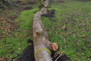 Pargipuu OÜ Haljastustööd, arborist, ohtlike puude langetamine, arboristiteenus