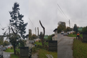 Pargipuu OÜ Haljastustööd, arborist, ohtlike puude langetamine, arboristiteenus