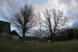 Pargipuu OÜ Haljastustööd, arborist, ohtlike puude langetamine, arboristiteenus