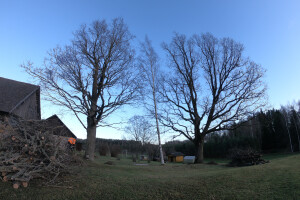 Pargipuu OÜ Haljastustööd, arborist, ohtlike puude langetamine, arboristiteenus