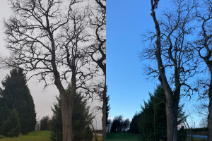 Pargipuu OÜ Haljastustööd, arborist, ohtlike puude langetamine, arboristiteenus