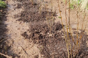 Pargipuu OÜ Haljastustööd, istutamine, hooldus, hoolduslõikus