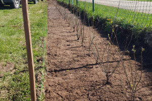 Pargipuu OÜ Haljastustööd, istutamine, hooldus, hoolduslõikus