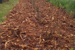 Pargipuu OÜ Haljastustööd, istutamine, hooldus, hoolduslõikus