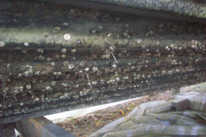 KL Soodaprits OÜ Puhastusteenused