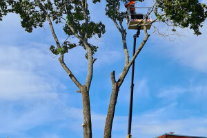 Puumehed OÜ Kinnisvara hooldamine, ohtlike puude raie tõstukiga, ohtlike puude teisaldamine, ohtlikute puude langetamine