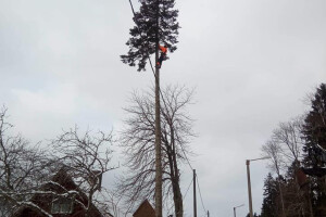 Arbotur OÜ Kinnisvara hooldamine, ohtlike puude langetamine, puude langetamine, ohtlike puude eemaldus