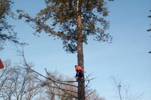 Arbotur OÜ Kinnisvara hooldamine, puude langetamine, ohtlike puude lõikus, ohtlike puude raie