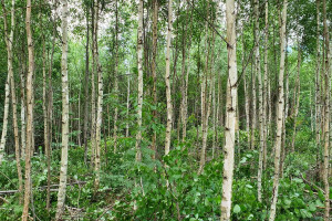 ERAMETSAKAVA OÜ Haljastustööd