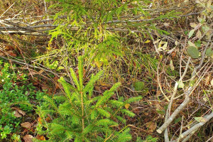 ERAMETSAKAVA OÜ Haljastustööd