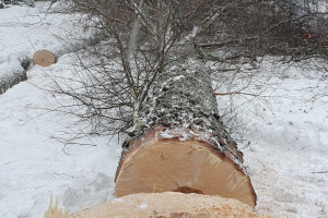 ERAMETSAKAVA OÜ Haljastustööd