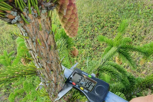 ERAMETSAKAVA OÜ Haljastustööd