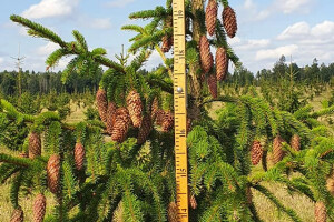 ERAMETSAKAVA OÜ Haljastustööd