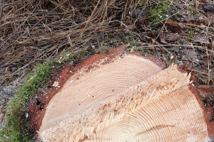 ERAMETSAKAVA OÜ Haljastustööd