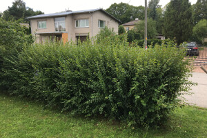 MURUMEHED OÜ Haljastustööd