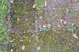 Hansal OÜ Puhastusteenused