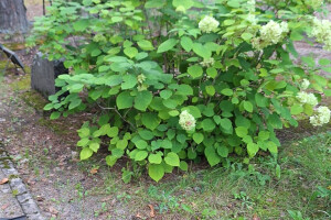 Hansal OÜ Puhastusteenused