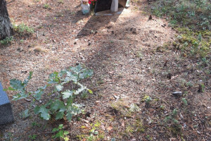 Hansal OÜ Puhastusteenused