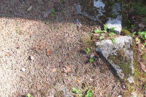 Hansal OÜ Puhastusteenused