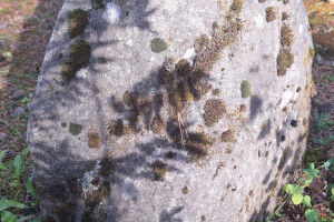 Hansal OÜ Puhastusteenused