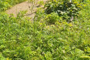 Hansal OÜ Puhastusteenused