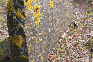 Hansal OÜ Puhastusteenused