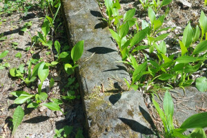 Hansal OÜ Puhastusteenused