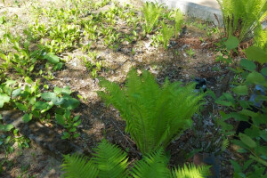 Hansal OÜ Puhastusteenused