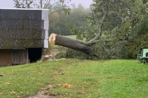 KK FOREST OÜ Haljastustööd