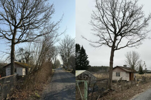 KK FOREST OÜ Haljastustööd