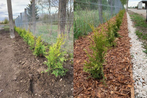 KK FOREST OÜ Haljastustööd, hekitööd, hekkide hooldus, hekkide istutamine