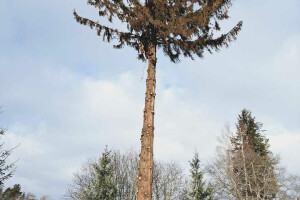 CMT OÜ Haljastustööd, ohtlike puude langetamine; arborist; arboritsi teenus; ohtlike puude lõikus