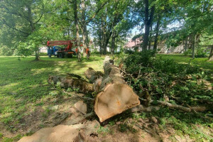 CMT OÜ Haljastustööd, ohtlike puude langetamine; arborist; arboritsi teenus; ohtlike puude lõikus