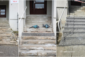 Trepipaigaldus OÜ Trepiehitus