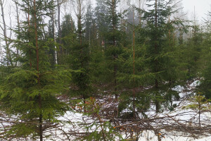 MÕTSAMIIS OÜ Kinnisvara hooldamine